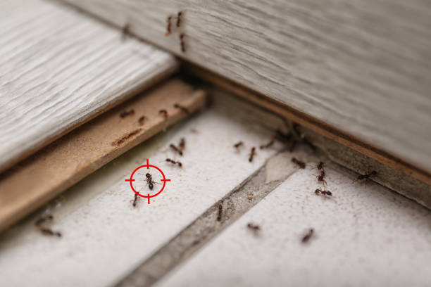 Best Pest Prevention Services  in Hudson, MI