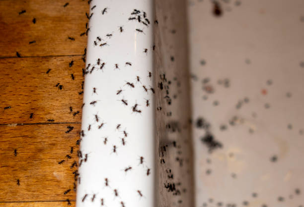 Best Pest Inspection Near Me  in Hudson, MI
